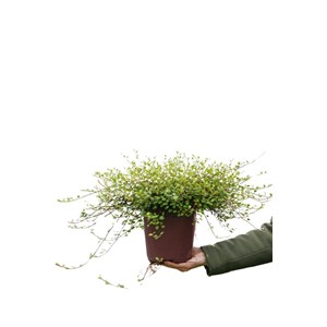 Muehlenbeckia 'complexa' taille du pot -