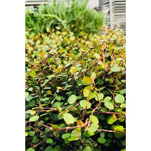 Muehlenbeckia 'complexa' taille du pot -