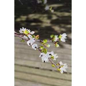 Muehlenbeckia 'complexa' taille du pot -