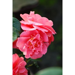 Camélia 'benikarako' taille du pot - en