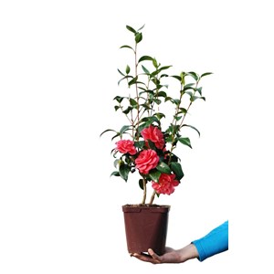 Camélia 'benikarako' taille du pot - en