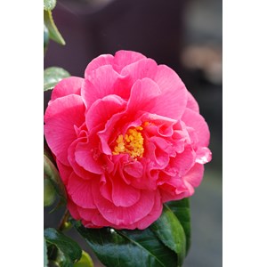 Camélia 'benikarako' taille du pot - en pot de 4 litres (hauteur 40&nbsp;50 cm)