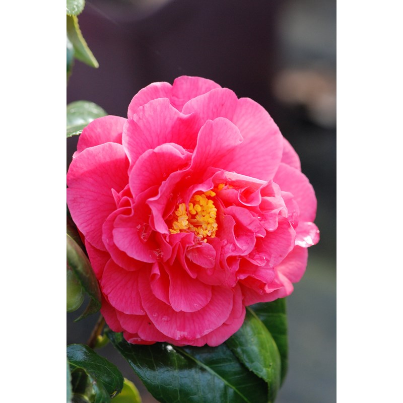 Roué Pépinières - Camélia 'benikarako' taille du pot - en pot de 4 litres (hauteur 40&nbsp;50 cm)