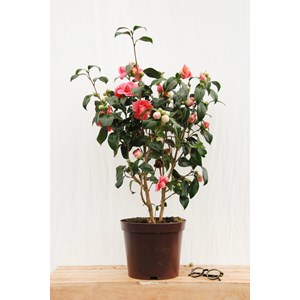 Camélia 'benikarako' taille du pot - en