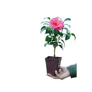 Camélia 'benikarako' taille du pot - en