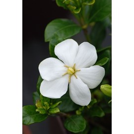 Gardenia 'kleim's hardy ?' taille du pot