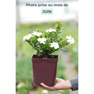 Gardenia 'kleim's hardy ?' taille du pot