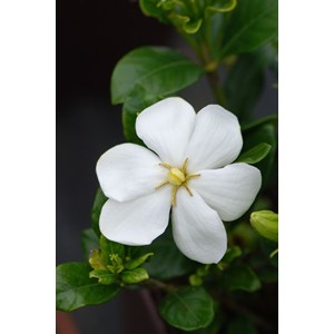 Gardenia 'kleim's hardy ?' taille du pot