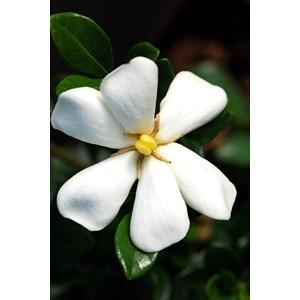 Gardenia 'kleim's hardy ?' taille du pot