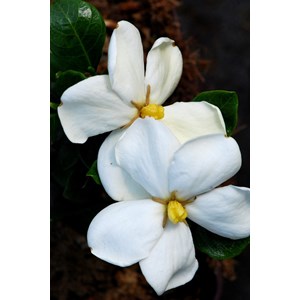 Gardenia 'kleim's hardy ?' taille du pot