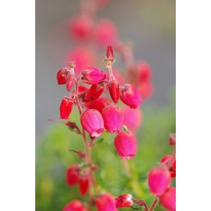 Bruyère d'irlande 'angelina' taille du pot - en pot de 1 litre