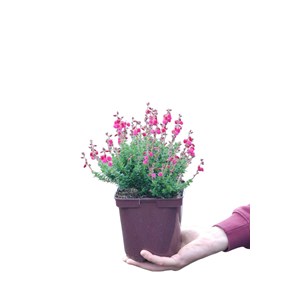 Bruyère d'irlande 'angelina' taille du