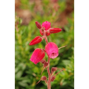 Bruyère d'irlande 'angelina' taille du