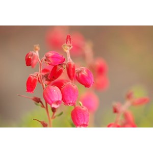 Bruyère d'irlande 'angelina' taille du