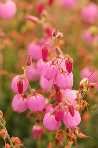 Bruyère d'irlande 'rosella' taille du pot - en pot de 2 litres