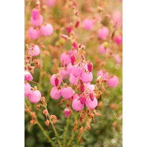 Bruyère d'irlande 'rosella' taille du p