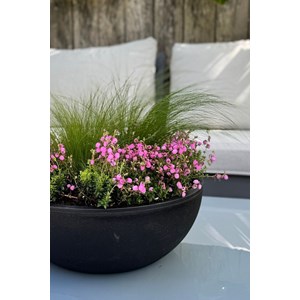 Bruyère d'irlande 'rosella' taille du p