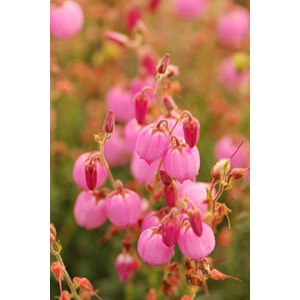 Bruyère d'irlande 'rosella' taille du pot - en pot de 1 litre