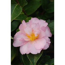 Camelia 'contemplation' taille du pot -