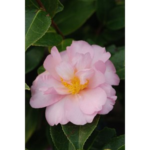 Camelia 'contemplation' taille du pot - en pot de 1 litre
