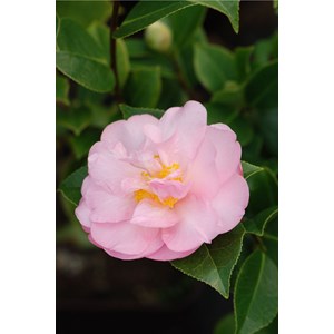 Camelia 'contemplation' taille du pot -