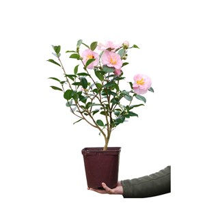 Camelia 'contemplation' taille du pot -