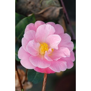 Camelia 'pink icicle' taille du pot - en
