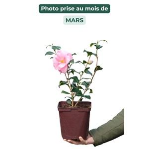 Camelia 'pink icicle' taille du pot - en