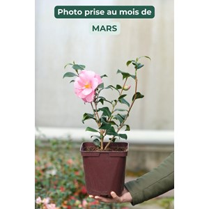 Camelia 'pink icicle' taille du pot - en