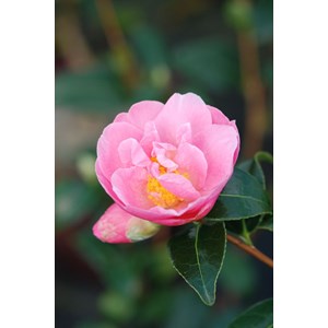 Camelia 'pink icicle' taille du pot - en