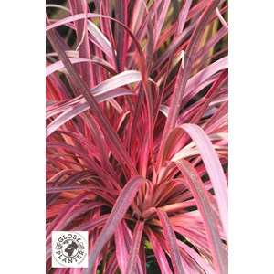 Cordyline 'salsa' taille du pot - en pot