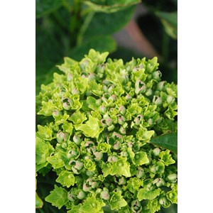 Hortensia rembrandt ? 'vibrant verde' taille du pot - en pot de 5 litres