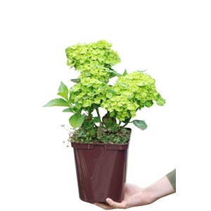 Hortensia rembrandt ? 'vibrant verde' ta