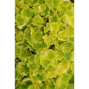 Hortensia rembrandt ? 'vibrant verde' ta