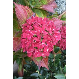 Hortensia rembrandt ? 'vibrant verde' ta