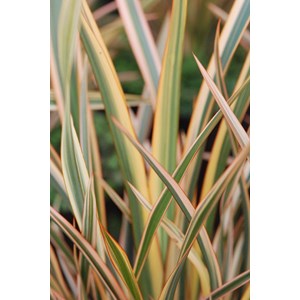 Phormium 'golden ray' taille du pot - en pot de 3 litres