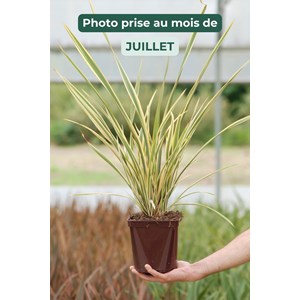 Phormium 'golden ray' taille du pot - en