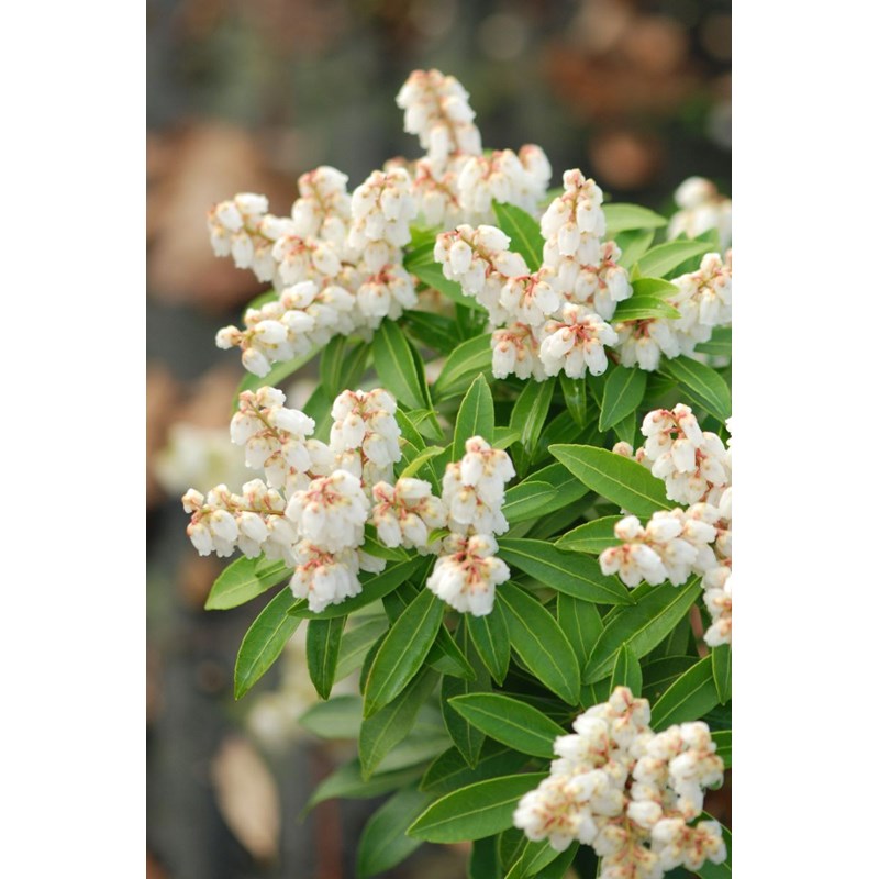 Roué Pépinières - Andromède du japon 'cupido' taille du pot - en pot de 3 litres