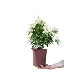 Andromède du japon 'cupido' taille du p