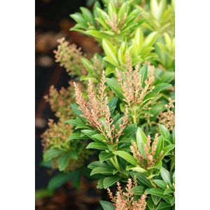 Andromède du japon 'cupido' taille du p