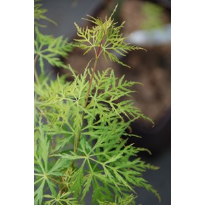 Erable 'dissectum emerald lace' taille d