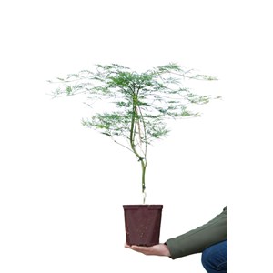 Erable 'dissectum emerald lace' taille d