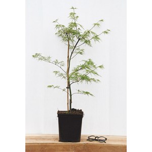 Erable 'dissectum emerald lace' taille du pot - en pot de 2 litres