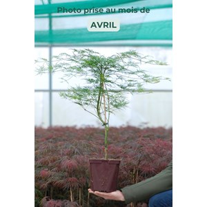 Erable 'dissectum emerald lace' taille du pot - en pot de 2 litres
