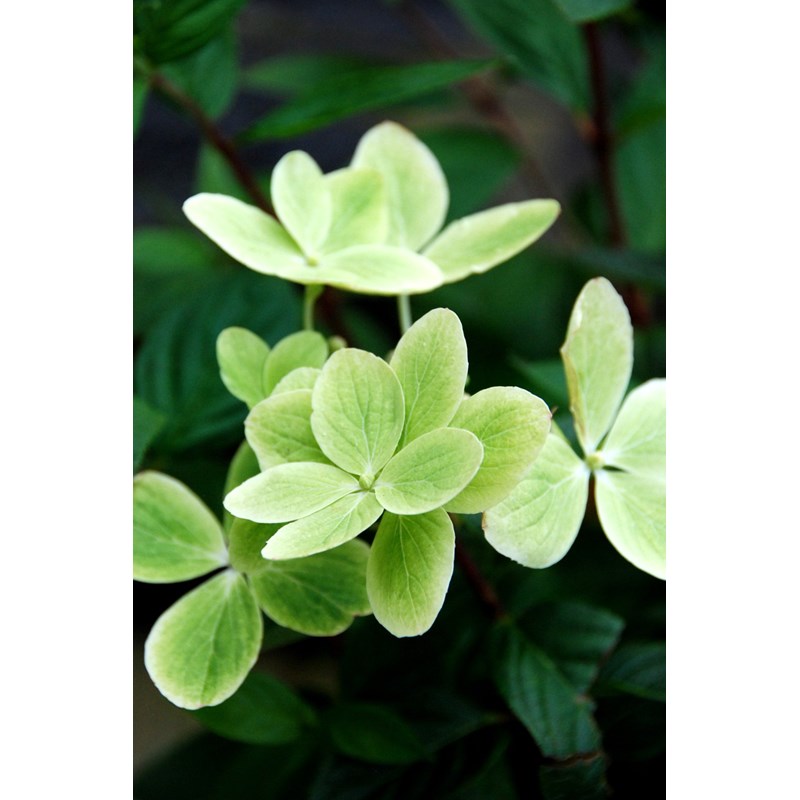 Roué Pépinières - Hortensia 'pastelgreen ?' taille du pot - en pot de 3 litres