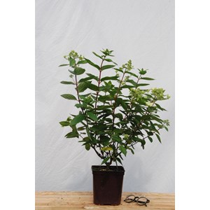 Hortensia 'pastelgreen ?' taille du pot