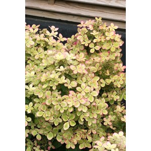 Hortensia 'pastelgreen ?' taille du pot