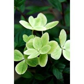 Hortensia 'pastelgreen ?' taille du pot