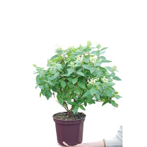 Hortensia 'pastelgreen ?' taille du pot