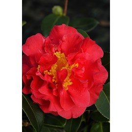 Camélia 'blood of china' taille du pot